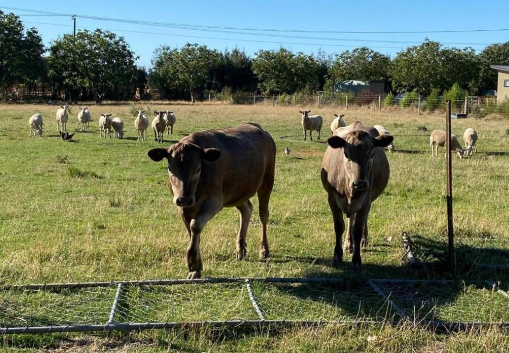 Country Retreats On Ranzau 9 Lejlighed Hope Eksteriør billede